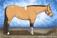 Horse Color:Buckskin Tobiano