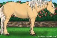 Horse Color:Palomino 