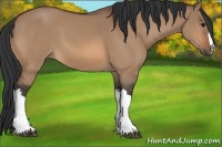 Horse Color:Bay Dun 