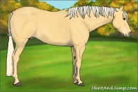 Horse Color:Palomino 