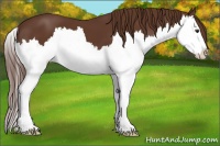 Horse Color:Liver Chestnut Splash
