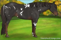 Horse Color:White Spotted Liver Chestnut