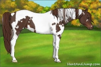 Horse Color:White Spotted Liver Chestnut Tobiano