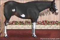 Horse Color:Liver Chestnut Splash Frame