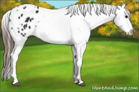 Horse Color:White Spotted Brown Appaloosa
