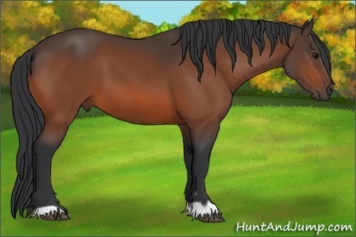 Horse Color: Bay 