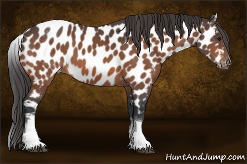 Horse Color:White Spotted Bay Appaloosa
