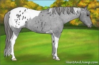 Horse Color:Black Tobiano Appaloosa Rabicano 