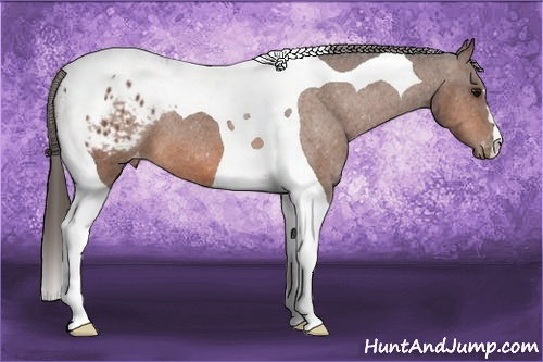 Horse Color: Bay Tobiano Blanket 