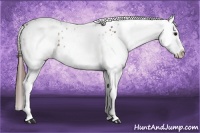 Horse Color:White Spotted Bay Splash Appaloosa 
