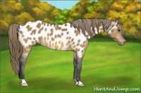 Horse Color:Buckskin Near Leopard 