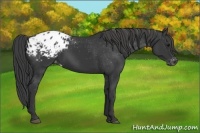 Horse Color:Black Appaloosa 