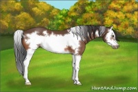 Horse Color:Bay Splash Frame