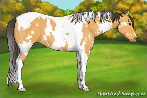 Horse Color: White Spotted Buckskin Tobiano 