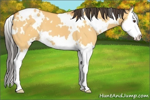 Horse Color: White Spotted Buckskin Dun Splash 
