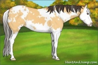 Horse Color:White Spotted Buckskin Dun Splash 