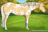 Horse Color:White Spotted Palomino