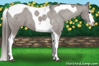 Horse Color:Grullo Splash Tobiano Appaloosa 