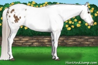 Horse Color:Chocolate Palomino Tobiano Appaloosa 