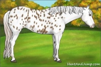 Horse Color:Chocolate Palomino Appaloosa 