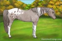 Horse Color:Bay Tobiano Appaloosa 