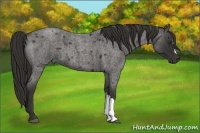 Horse Color:Liver Red Roan 