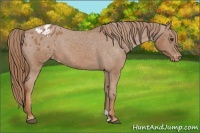 Horse Color:Chestnut Appaloosa 