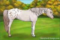 Horse Color:Red Roan Appaloosa 