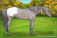 Horse Color:Brown Roan Snowcap 