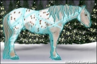 Horse Color:Thunderstruck Chestnut Appaloosa