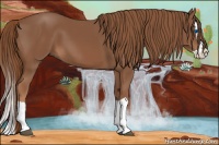 Horse Color:Chestnut Splash 
