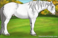 Horse Color:White Spotted Black Snowcap 