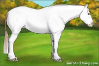 Horse Color:Brown Dun Snowcap 