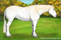 Horse Color:White Spotted Palomino 
