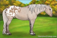 Horse Color:Silver Bay Dun Appaloosa 