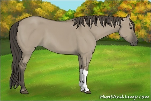 Horse Color: Smoky Grullo 