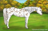 Horse Color:Chocolate Palomino Tobiano Appaloosa 