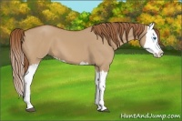 Horse Color:Red Dun Splash 