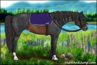 Horse Color:Brown Appaloosa 