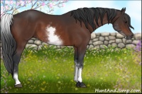 Horse Color:White Spotted Bay 