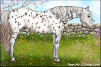 Horse Color:Buckskin Near Leopard 