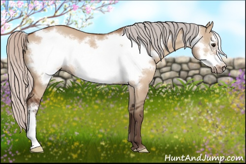 Horse Color: Silver Bay Dun Frame 