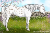 Horse Color:Silver Grullo Appaloosa 