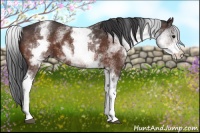 Horse Color:White Spotted Brown 