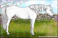 Horse Color:Gray White Spotted Grullo Near Leopard 
