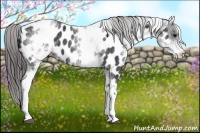 Horse Color:White Spotted Black Appaloosa 