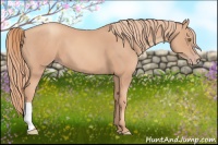 Horse Color:Gold Champagne 