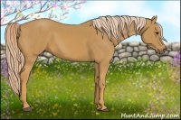 Horse Color:Palomino 