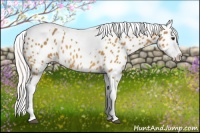 Horse Color:Silver Buckskin Tobiano Blanket Rabicano 
