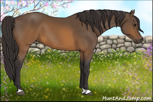 Horse Color: Buckskin 